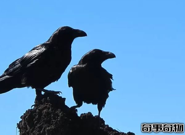 世界上什么動物最聰明 動物智商排名前10名