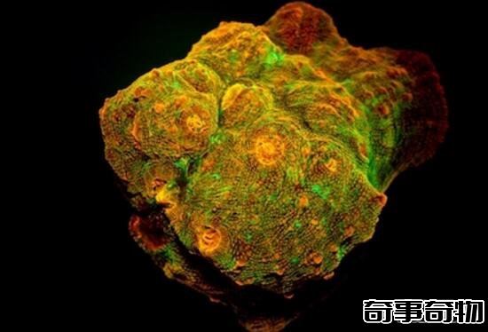 科學揭秘生物發光之謎 螢火蟲為求偶而發光 化學反應