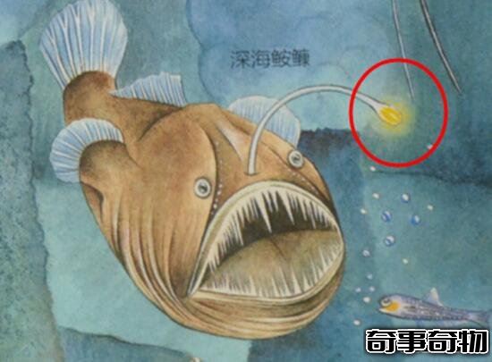 科學揭秘生物發光之謎 螢火蟲為求偶而發光 化學反應