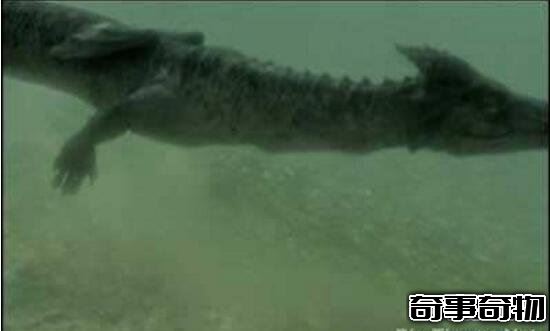 青海湖水怪之謎 體長超14米形似恐龍