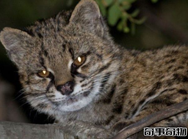 南美洲的動物有哪些 盤點南美洲的十大珍稀動物 附圖片
