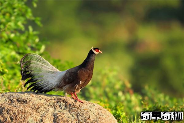 雞的祖先真的是恐龍嗎 恐龍化石中提取蛋白質和雞相似