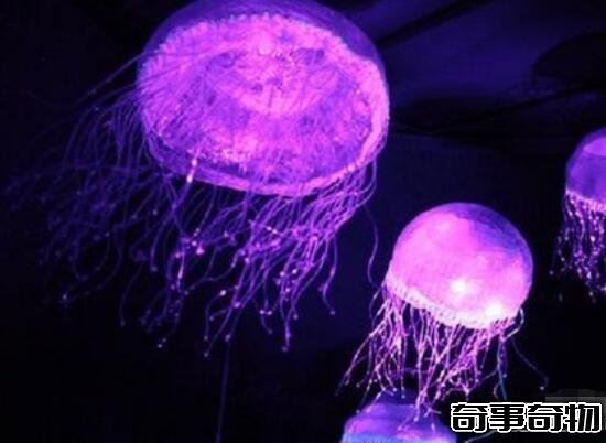 科學揭秘生物發光之謎 螢火蟲為求偶而發光 化學反應