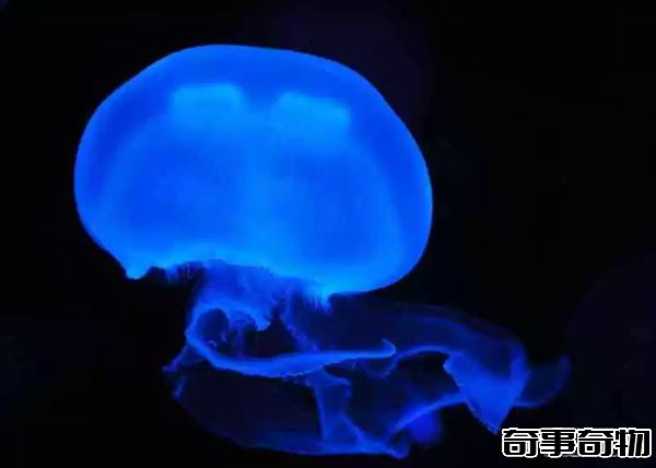 地球已知十大最古老的物種 第四堪稱活化石 第一氧氣貢獻者