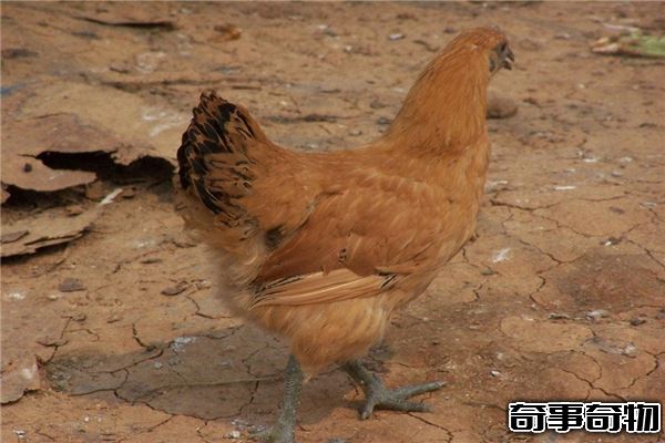雞的祖先真的是恐龍嗎 恐龍化石中提取蛋白質和雞相似