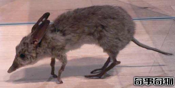 10大最奇特滅絕物種 第九長達三米 第一致死高手 附圖