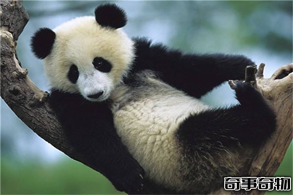 熊貓的祖先竟是強悍的肉食動物 后因生存競爭只能吃素
