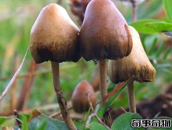 哪些植物一碰人就會死 生活中致人死亡的十大植物