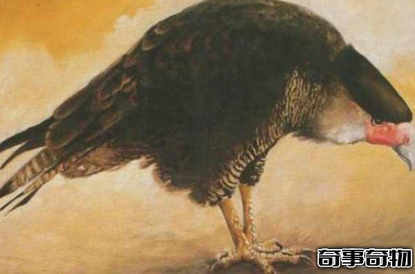 10大最奇特滅絕物種 第九長達三米 第一致死高手 附圖
