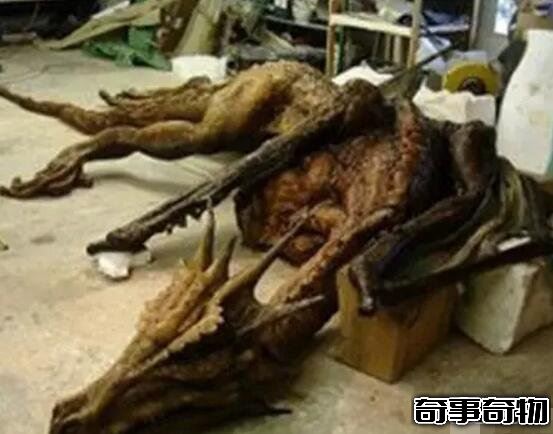 青海湖海底驚現12米巨型真龍 真龍圖片曝光震驚眾人