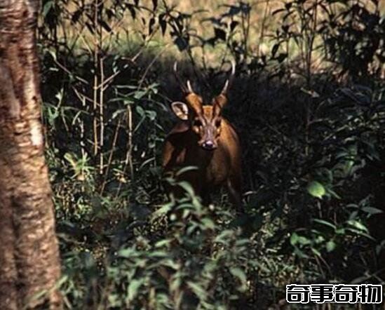 越南真的有人拍到了麒麟 傳說中麒麟出圣人現是真的嗎