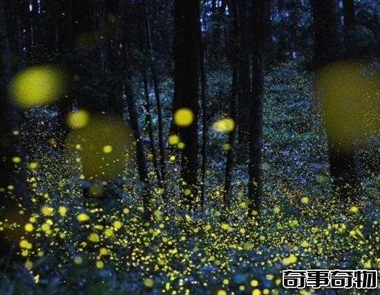 科學揭秘生物發光之謎 螢火蟲為求偶而發光 化學反應