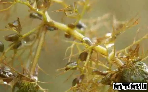 食肉植物有哪些 十大美麗又致命的食肉植物