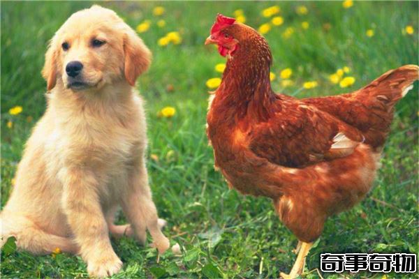 雞的祖先真的是恐龍嗎 恐龍化石中提取蛋白質和雞相似
