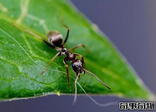 世界上什么動物最聰明 動物智商排名前10名