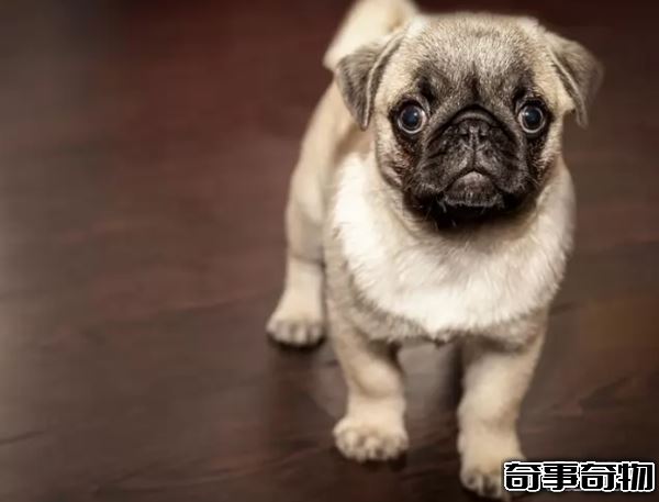 世界上什么動物最聰明 動物智商排名前10名