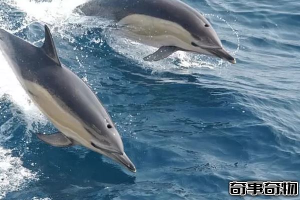 世界上什么動物最聰明 動物智商排名前10名