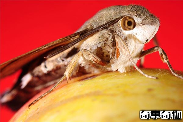 蜂鳥鷹蛾是益蟲是害蟲 蜂鳥鷹蛾為什么是害蟲