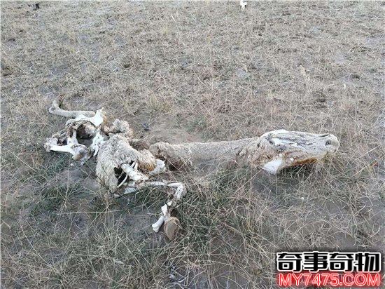 昆侖山的詭異事件（昆侖山地獄之門靈異事件）