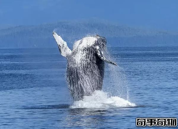 世界上什么動物最聰明 動物智商排名前10名