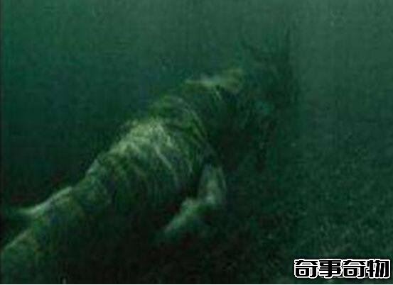 青海湖海底驚現12米巨型真龍 真龍圖片曝光震驚眾人