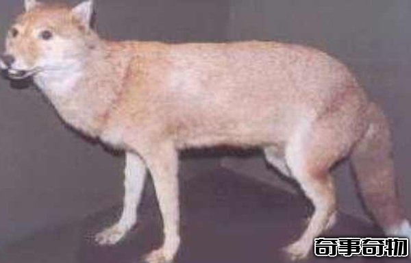 10大最奇特滅絕物種 第九長達三米 第一致死高手 附圖