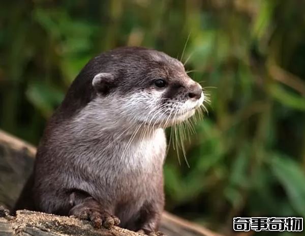 世界上什么動物最聰明 動物智商排名前10名