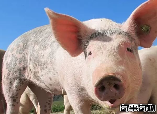 世界上什么動物最聰明 動物智商排名前10名