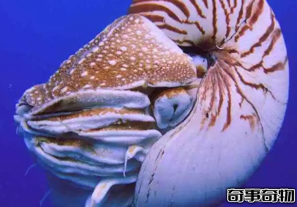 地球已知十大最古老的物種 第四堪稱活化石 第一氧氣貢獻者