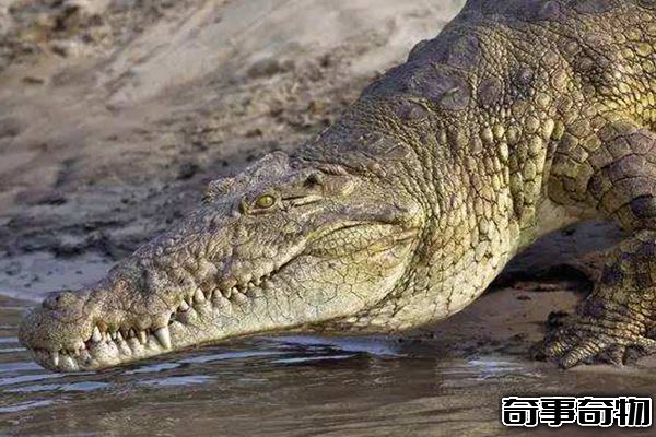 尼羅鱷和灣鱷哪個厲害 灣鱷咬合力可達4500磅 一口咬碎龜背