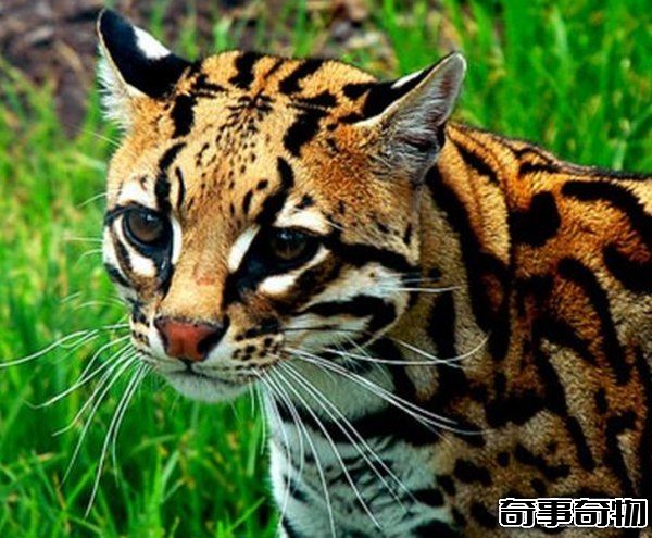 南美洲的動物有哪些 盤點南美洲的十大珍稀動物 附圖片