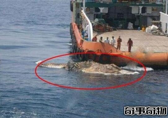 日本1977年海怪尸體事件 海怪真實圖片曝光真恐怖