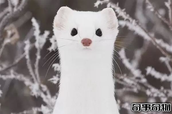 貂皮不能隨便穿 養雪貂的十大好處和壞處 科學揭秘