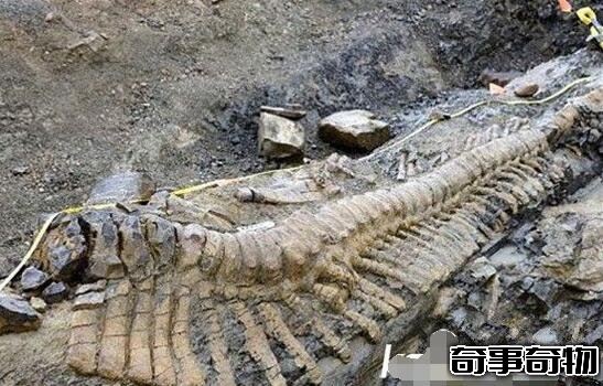 青海湖海底驚現12米巨型真龍 真龍圖片曝光震驚眾人