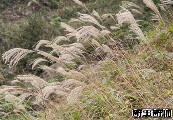 世界上什么動物最聰明 動物智商排名前10名