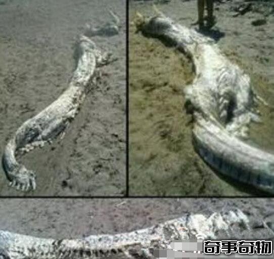 青海湖海底驚現12米巨型真龍 真龍圖片曝光震驚眾人