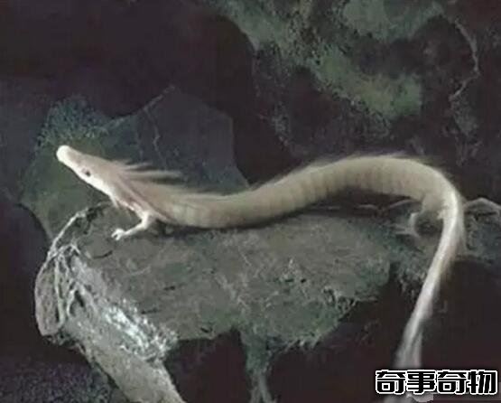 青海湖海底驚現12米巨型真龍 真龍圖片曝光震驚眾人