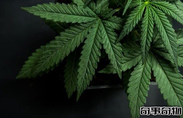 哪些植物一碰人就會死 生活中致人死亡的十大植物