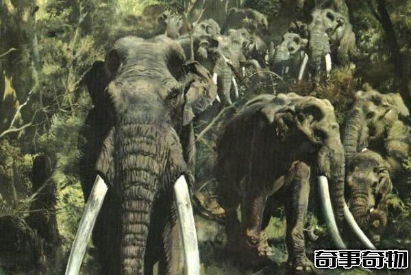 世界上最大的大象 古棱齒象（體長4米 1萬年前滅絕）