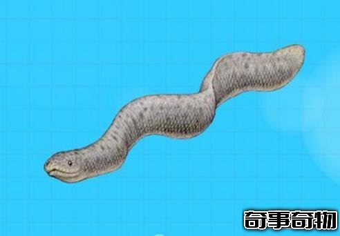 史前巨獸古杯蛇 體長10米能捕食鯊魚的巨型海蛇