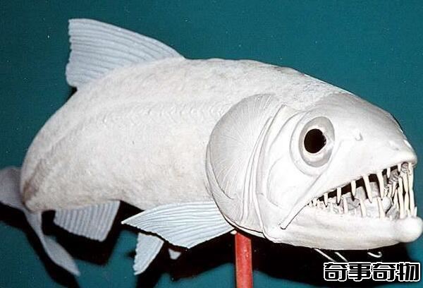 白堊紀的海洋掠食者 矛齒魚（身長1.5米以鯊魚為食）