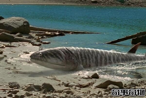 泥盆紀最兇猛的生物 含肺魚（長4米重2噸 可以單挑鄧氏魚）