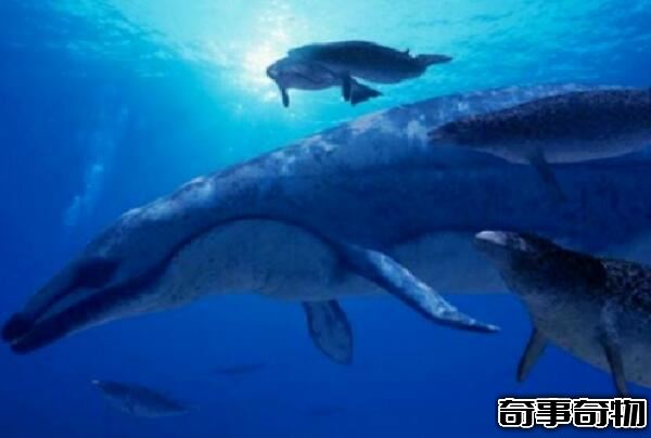 龍王鯨有多長 龍王鯨的天敵是誰（體長18米怕鼠白鯊）