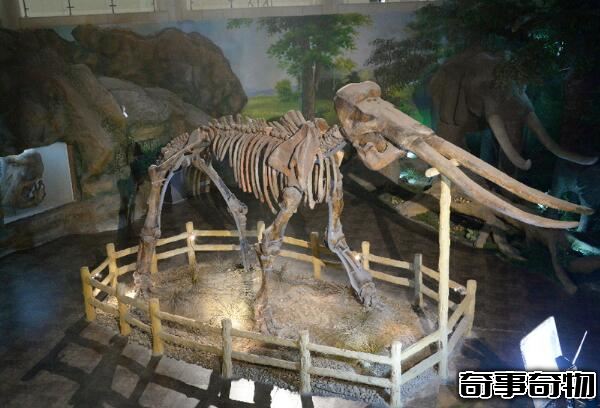 世界上最大的大象 古棱齒象（體長4米 1萬年前滅絕）
