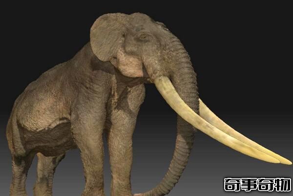 大象的祖先劍棱齒象 出現于1000多萬年前（牙長達3-4米）