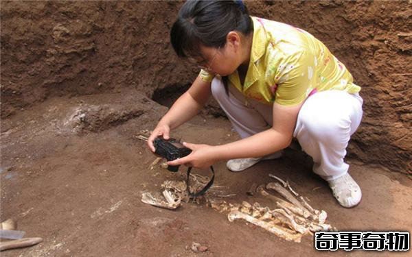 秦始皇祖母陵驚現一物 確認為已滅絕新物種遺骸