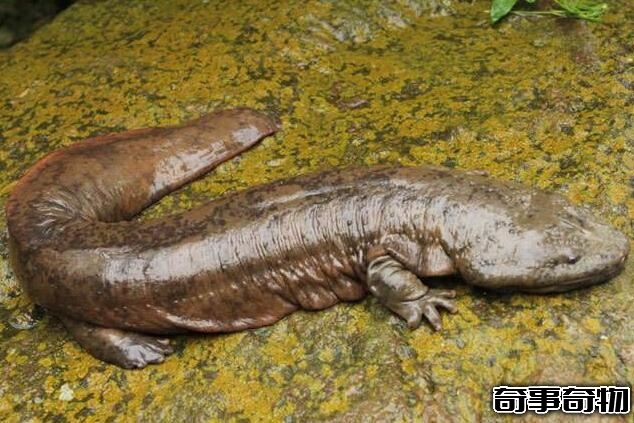 視力最好的魚類 希望螈（看得遠所以登陸 人類進化的功臣）