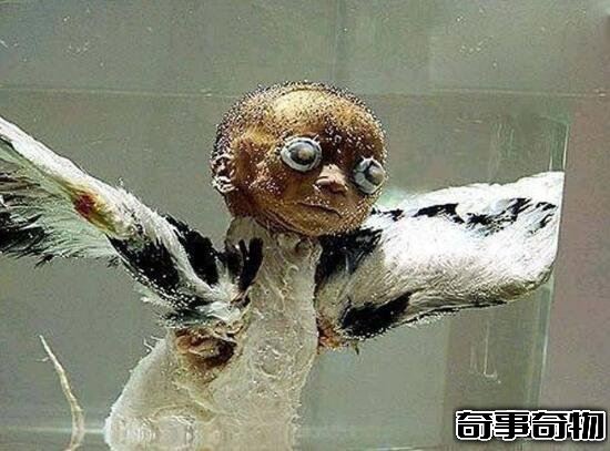 考古發現真實天使的殘骸 脊部長有翅膀 嬰兒天使
