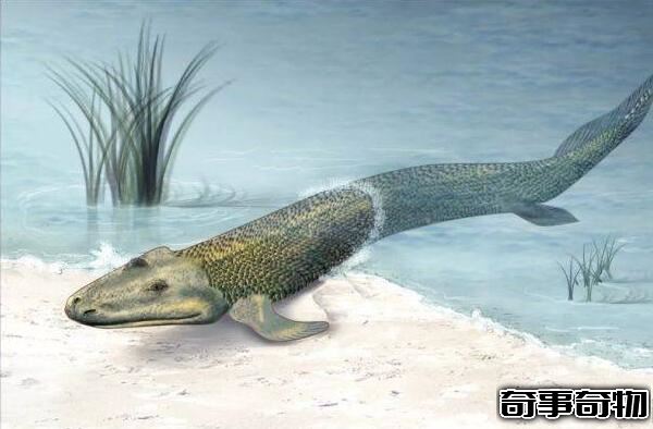 魚到人的進化圖片 魚-提塔利克魚-兩棲動物-人（跨越億年）