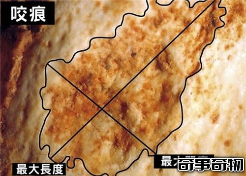 考古學家發現50萬年前被動物咬死的人類的骨頭